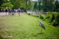 a bird in the Vondelpark
